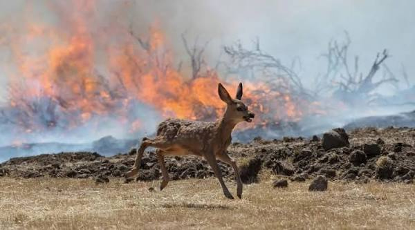 Forêt ravagée par les incendies