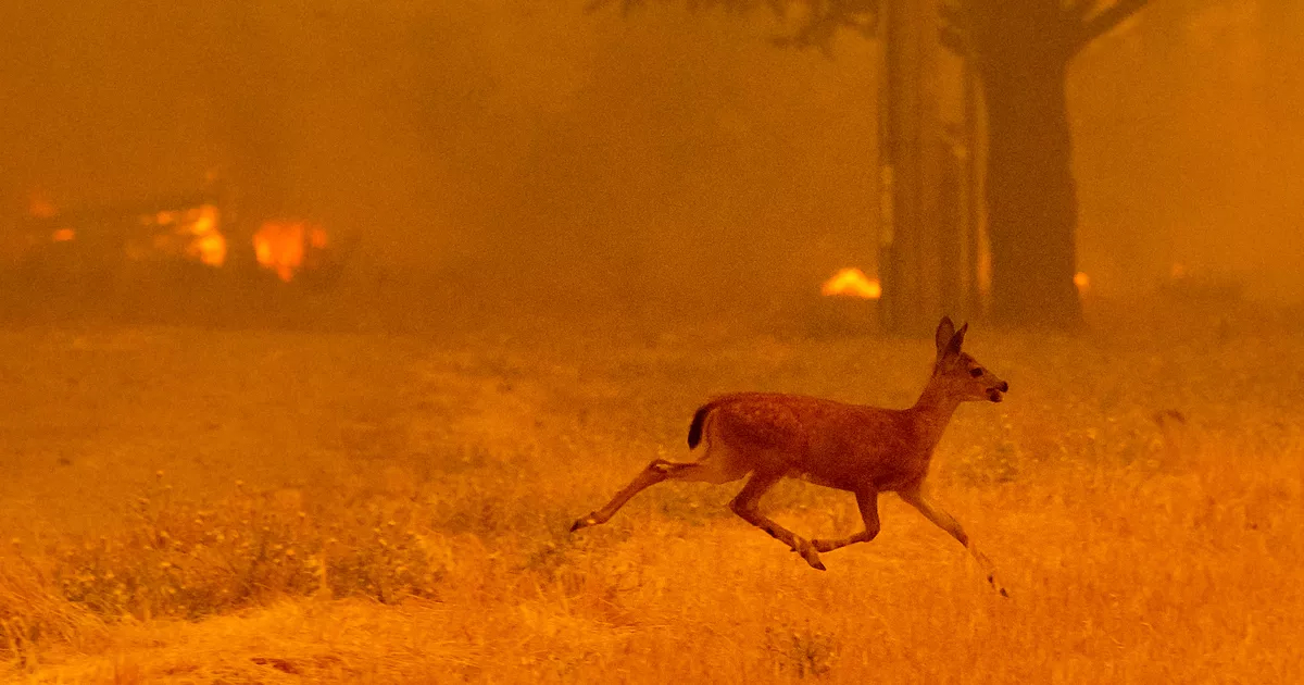 Incendie et méga-feux en France